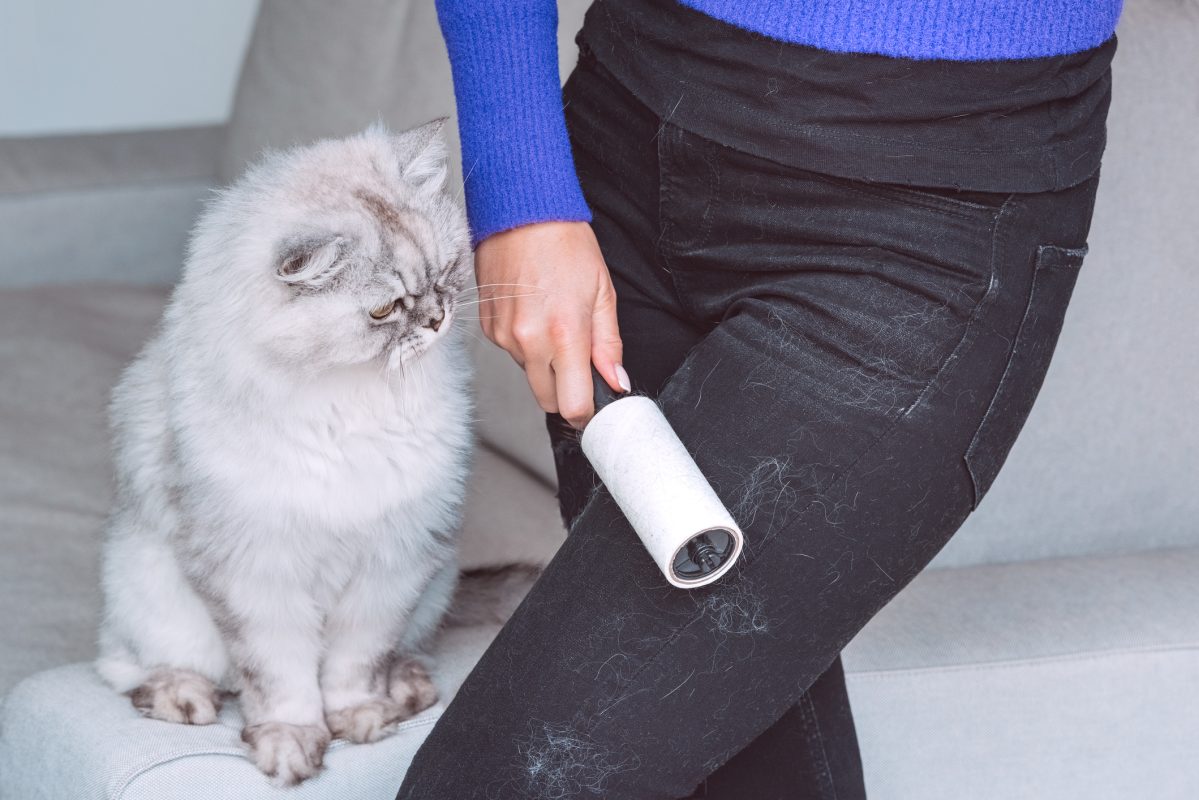 Woman Cleaning Black Clothes With Lint Roller Or Sticky Roller From Grey Cats Hair. Clothes In Pet Fur