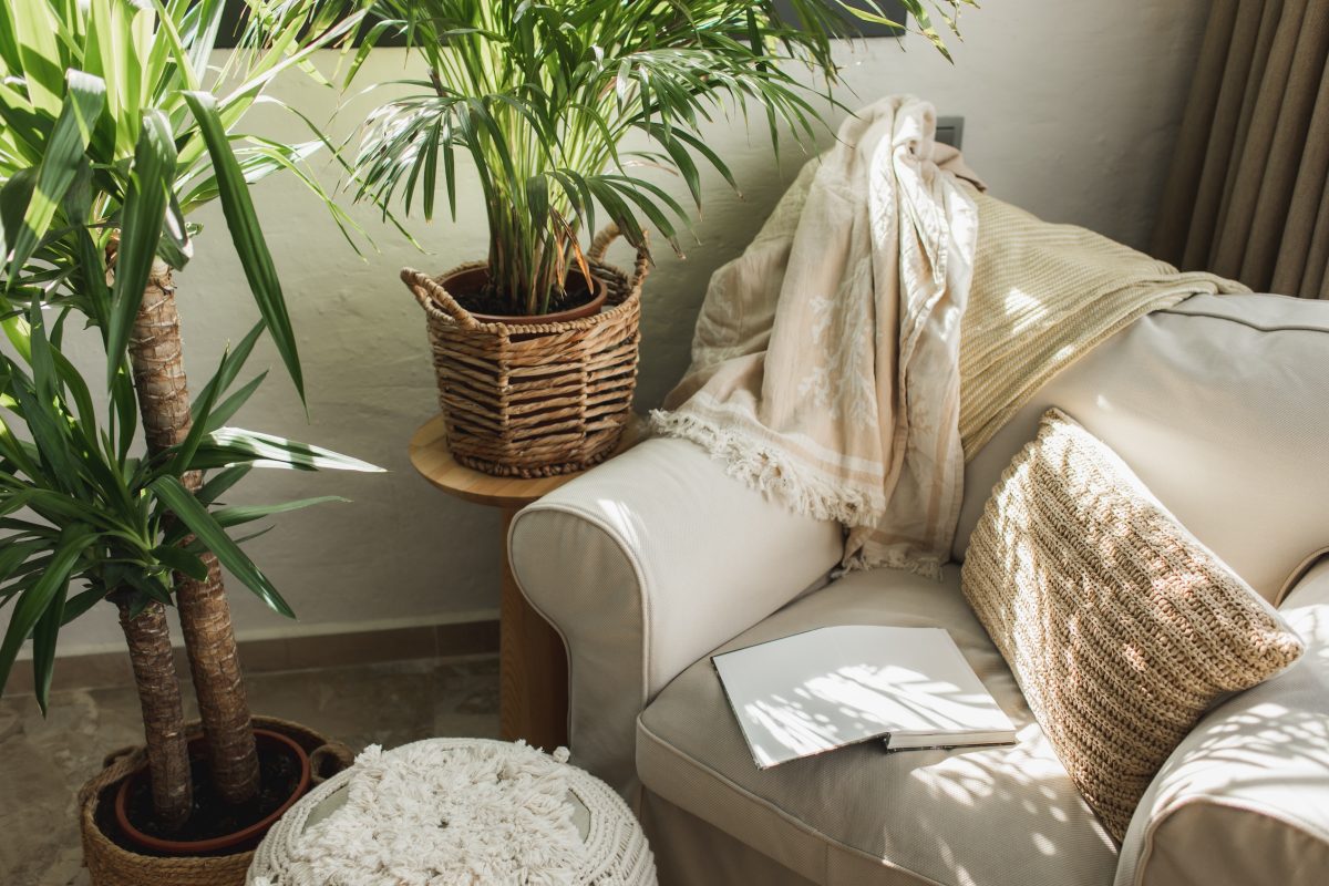 Green Plant In Pot Near Couch With Pillows.