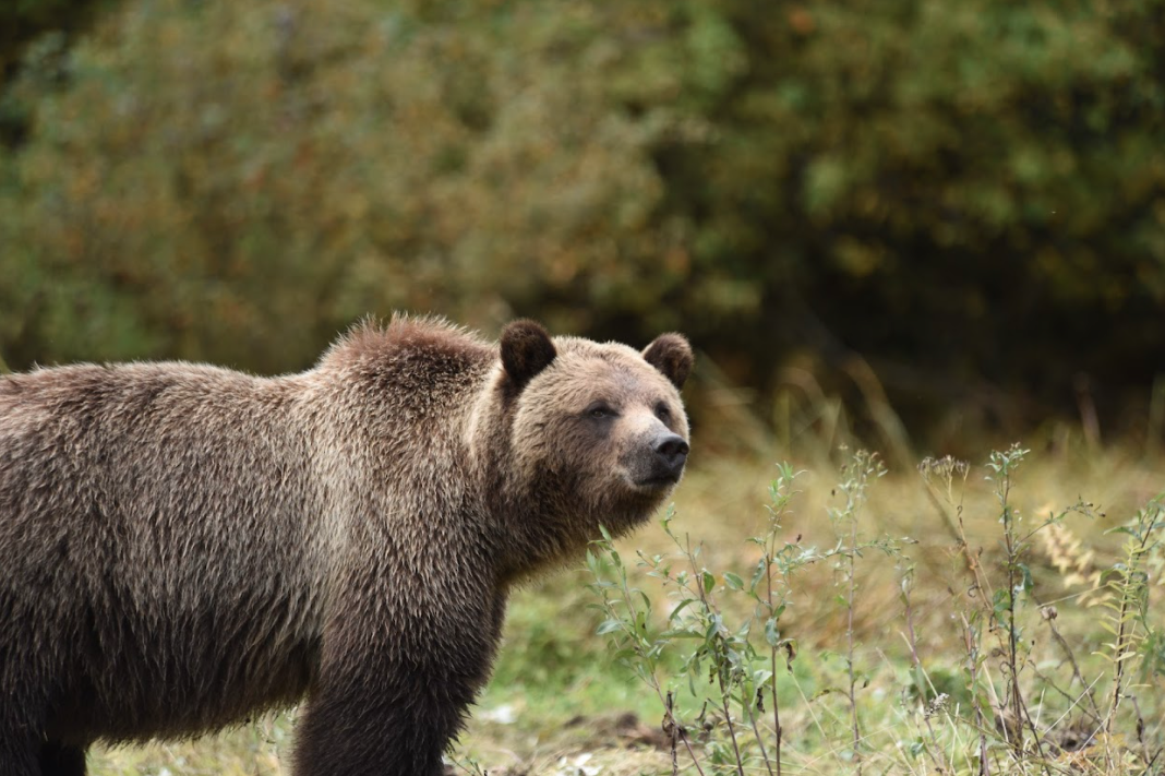 Little America Kanada British Columbia Berry Island Bear 2