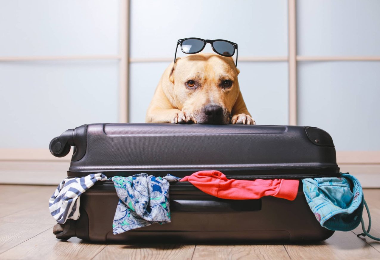 Hond Ligt Op Koffer: hondvriendelijke vakantie