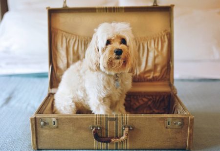 Vakantie Met Je Hond: hond in koffer op een hotelbed