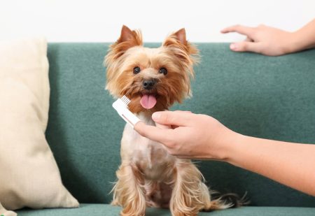 Tanden Van Je Hond Poetsen: close up van persoon die tanden poetst van hond