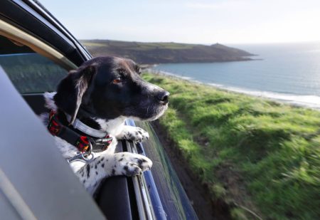 Hondvriendelijke Vakantie: Hond kijkt uit autoraam naar kustlijn