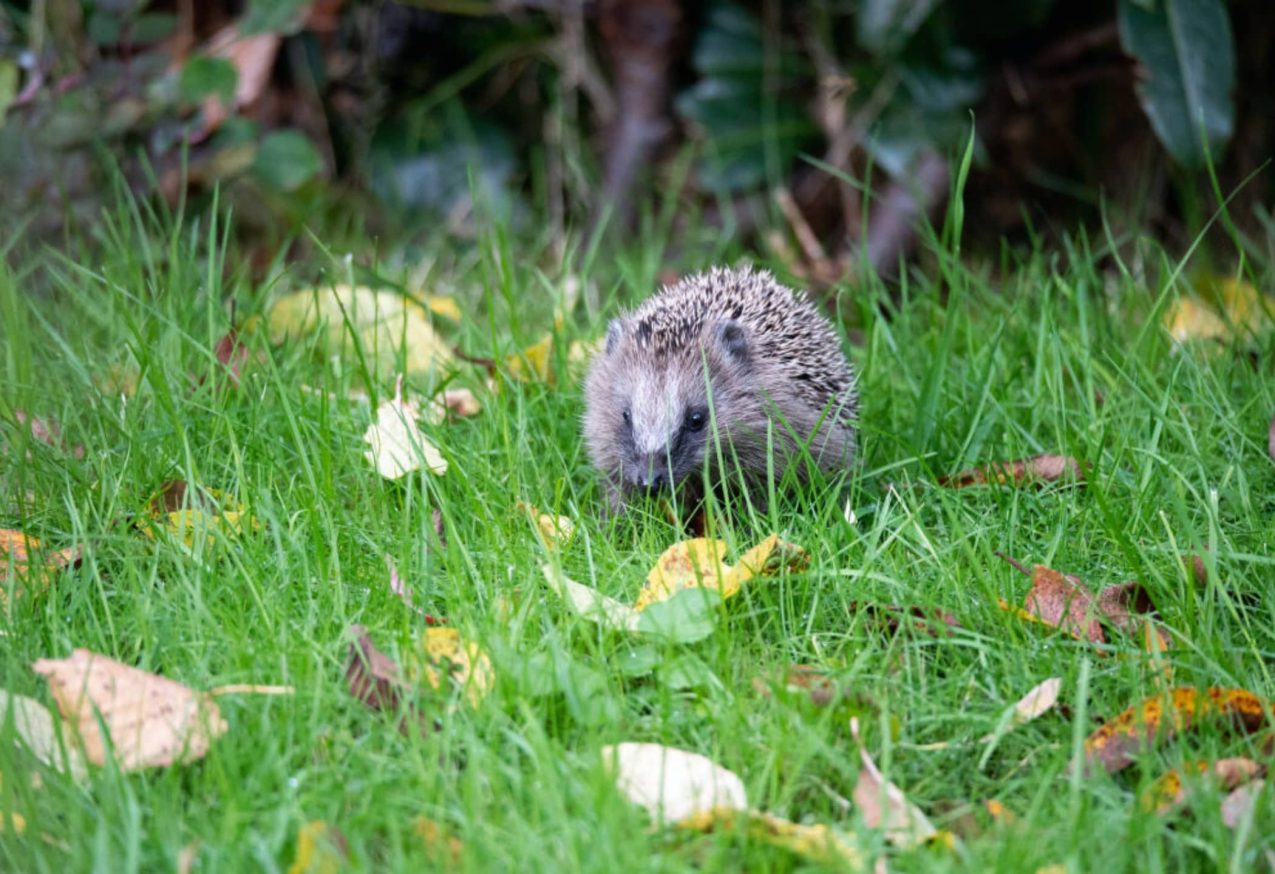 Egelvriendelijke Tuin: egel in het gras