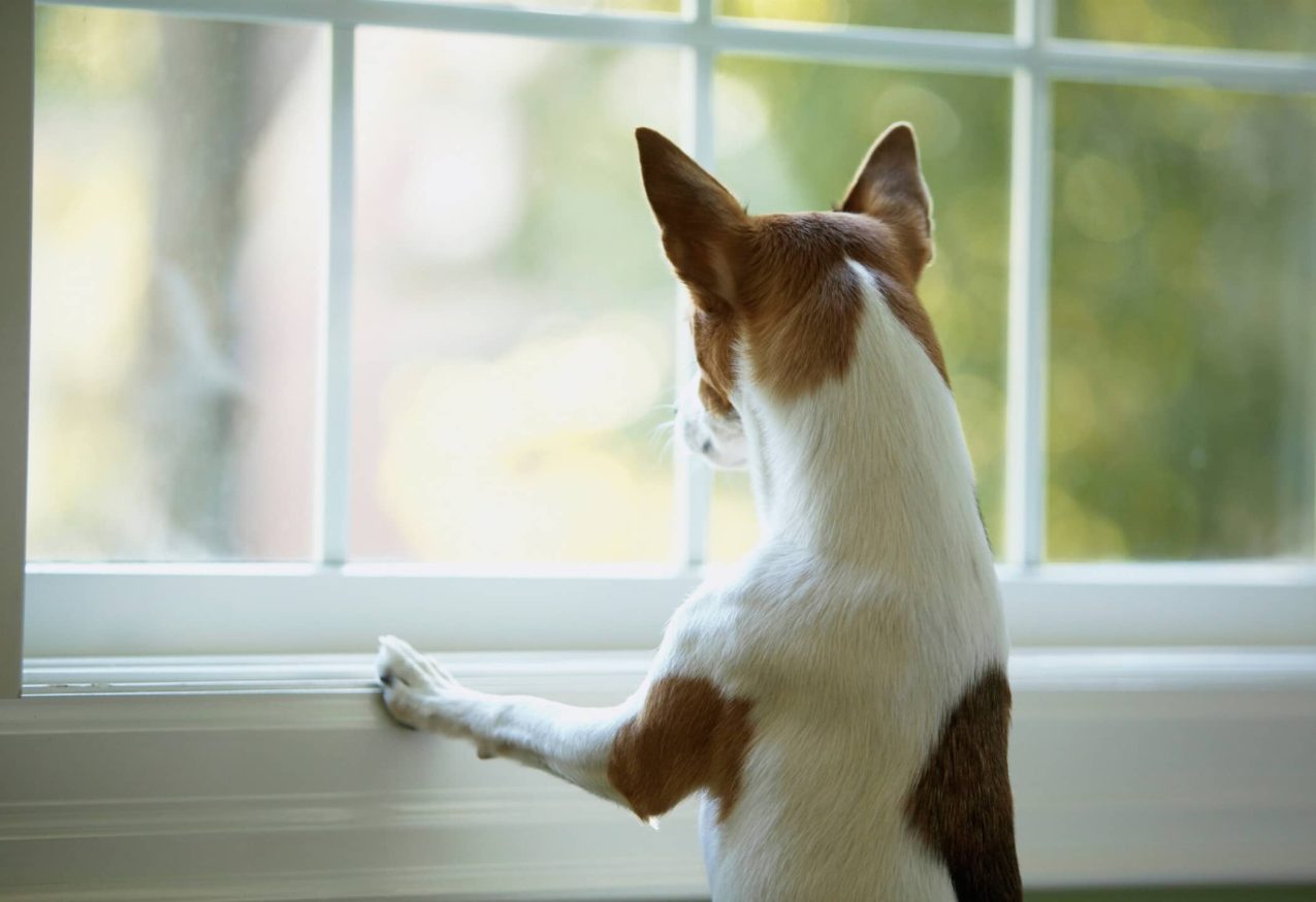 Hond Druk: kijkt uit het raam