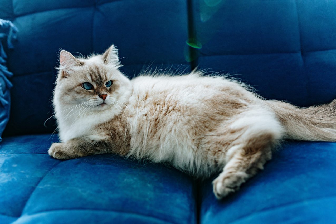 Siberian Cat With Blue Eyes, Color Neva Masquerade Lies On Blue Sofa, Looking To The Side